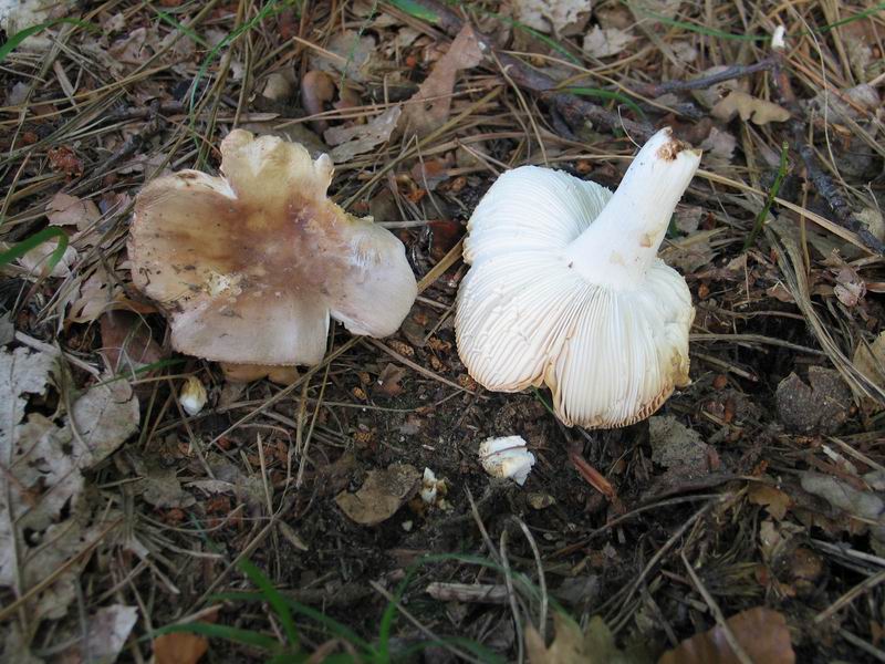 RUSSULA VESCA